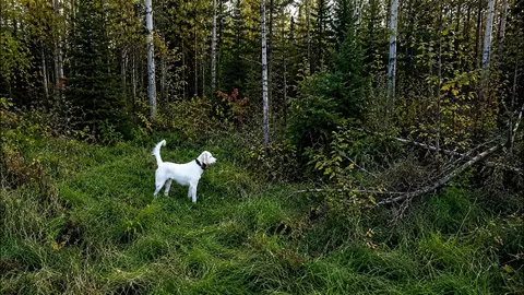 Grouse Hunting 101: A Beginner's Guide To Hunting Ruffed Grouse In The Northwoods