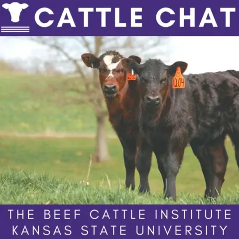 Biosecurity & Risk Management, Beef Demand Index, Listener Question, Getting Bulls Ready for Breeding, Top Tips for Preparing Bulls for Breeding