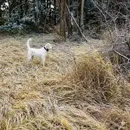 Grouse Hunting 101: A Beginner's Guide To Hunting Ruffed Grouse In The Northwoods