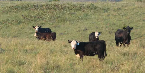 Listener Question, Antimicrobial Definitions, Culling Cows, Top “O”‘s of Culling, Vaccinating Fall Calving Herds