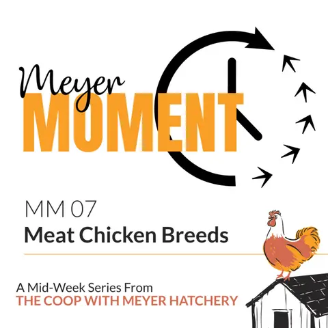 Meyer Moment: Meat Chicken Breeds