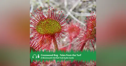 Crosswood Bog – Tales from the Turf Audio Guide