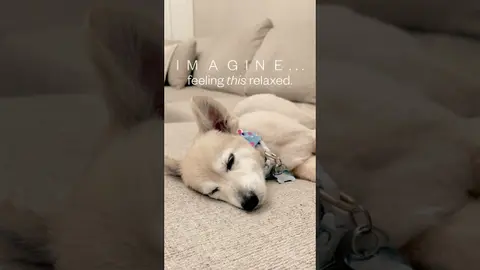 Your Dog Is Better At This Than You