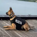 Episode 14 – DOGNAPPED! Minor Deity Steals Police K9, and Other Hilarity