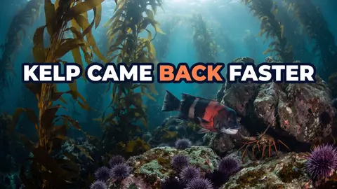 The Blob Hit California's Kelp. Protected Kelp Came Back Faster.