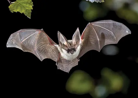 Episode 56 - Management of Suspected Rabies Exposure in the Emergency Department