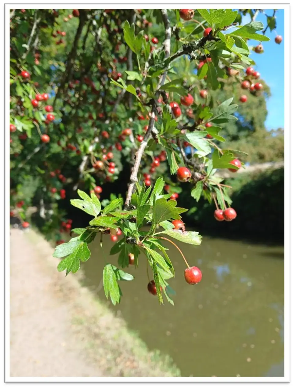Rosehips beside the canal on a sunny autumn day