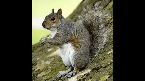 Episode 22 – MURDERSQUIRREL and Tales of Felonies Gone Awry