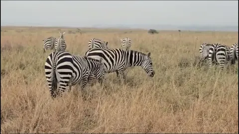 Breathtaking Amboseli Ecosystem