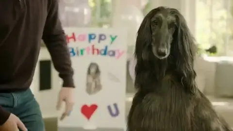 Audrey’s Hair Steals the Show in Her First Ad! 🐾✨