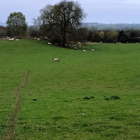 The Days of No Shadow (... and then a deer barked)