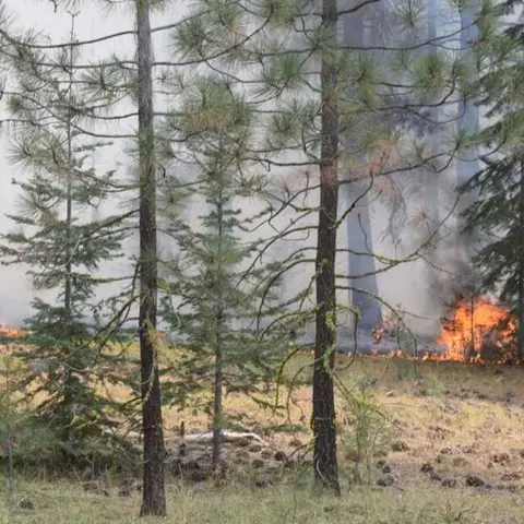 Wildfire Arsonists: A disturbing trend ?