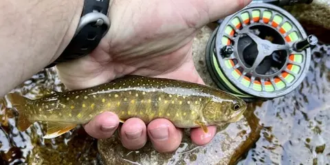 Chasing Native Trout Across the American West