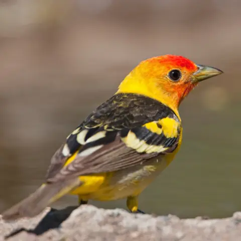 Migration In New Mexico