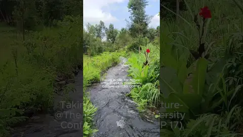 The Wellspring of Life - 2  #naturesoundscapes