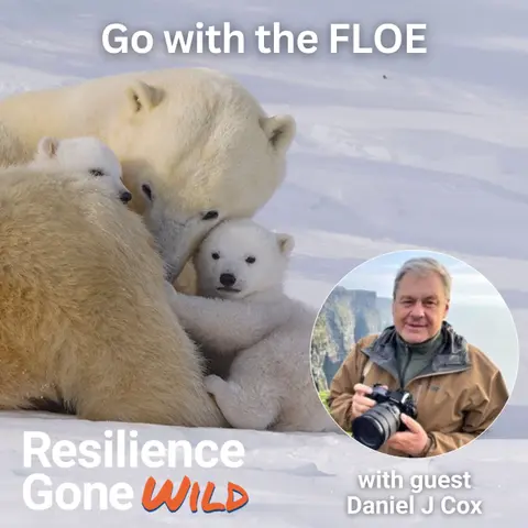 Go With the FLOE: How Polar Bears Stay Steady When Life Keeps Shifting Beneath Them