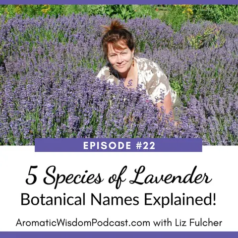 22:  5 Species of Lavender - Botanical Names Explained!