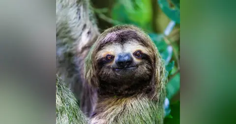 Sloths