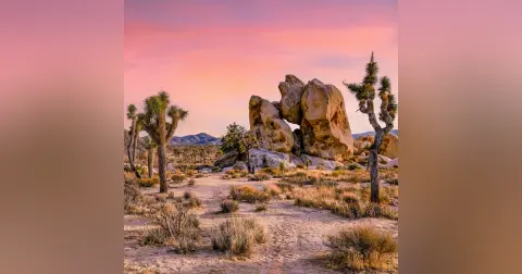 #150: Exploring Joshua Tree National Park