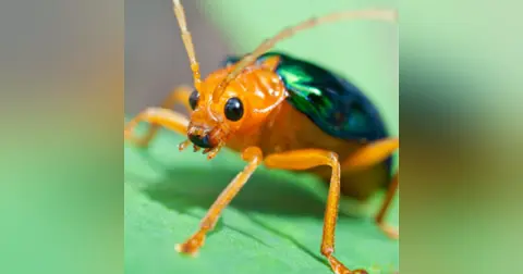 Bugs