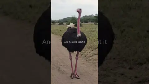 Feathered Allies: Birds Best Nature Friends I Nature Shorts