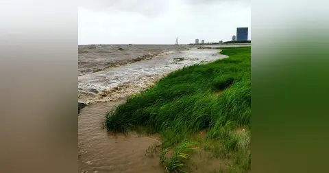 Audio Article: How marsh grass protects shorelines