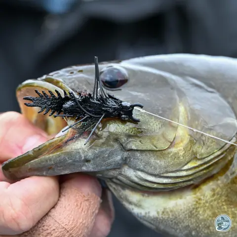 S8, Ep 61: Smallmouth Chronicles: Matt Reilly's Secrets to Success in SW Virginia