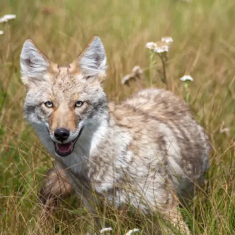 Coyotes