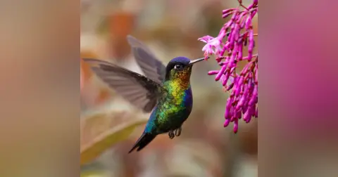 Summer Birds