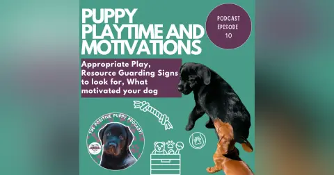 Episode 10: Puppy Playtime and Motivations