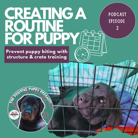 Episode 2: Routine For Your Puppy