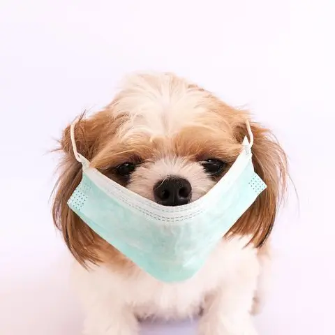 A New Explanation for those Chronic Coughing Dogs
