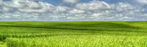 A Bit About Ethanol, Corn, Renewable Fuels and Declining Bee Forage
