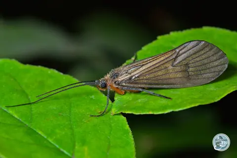 HOW TO FLY FISH: CADDISFLIES (PART I): LARVA AND EMERGERS