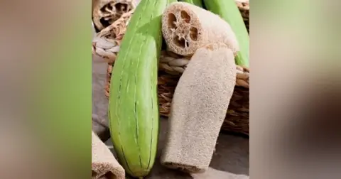 Our Children are Phylum Porifera