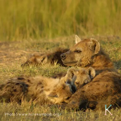 Hyenas! | With Dr. Kay Holekamp, Behavioral Ecologist