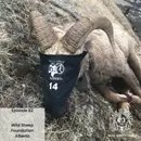 Ep 82: Wild Sheep Foundation Alberta with Paul Chambers & Mike Smith