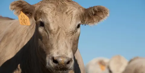 Dr. Ellis, HR Risk, Transition/Estate Plans, Top 5 Areas of Risk & How to Manage, Crisis Communication, Communication Strategies, Fall Brown Calves & Weaning Tips