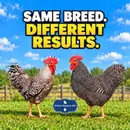 Did You Choose the Right Breed—but the Wrong Birds? – Audio Edition