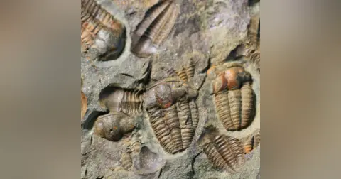 Fossils