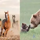 Saving America’s Iconic Wildlife | With Tracy Wilson & Chris Servheen