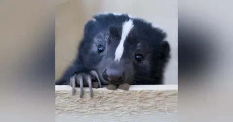 Skunks Podcast For Kids
