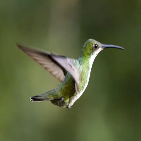 Cómo y porqué  vuelan las aves.  Presentamos El Vuelo.