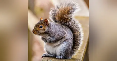 Animals In The Backyard – Kids Podcast