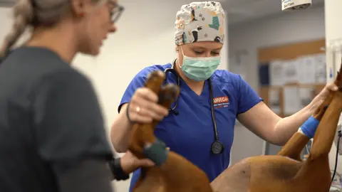 Delayed surgery for GDV(Gastric Dilatation-Volvulus)?