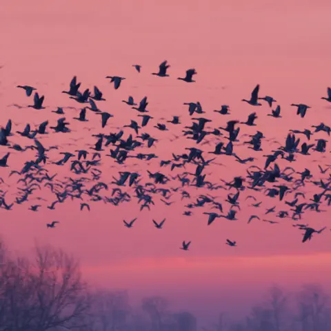 Migration Podcast For Kids