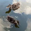 The Consolation of Ducks