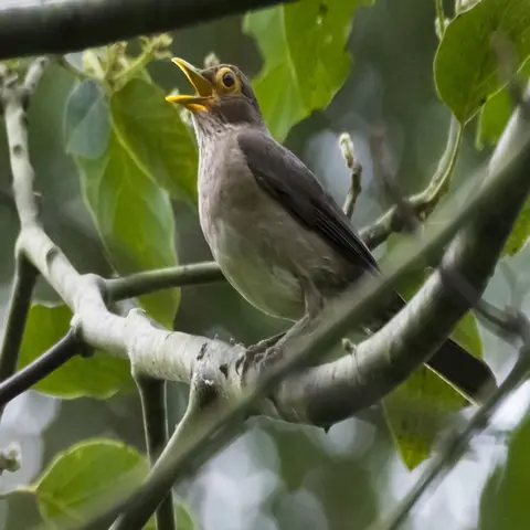 Cantos y reclamos de las Aves. Cómo el Covid-19 beneficiará a la naturaleza.