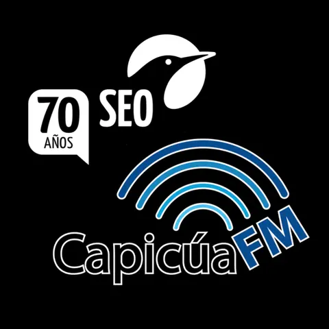 SEO es de pájaros y POSICIONAMIENTO es de sitios web