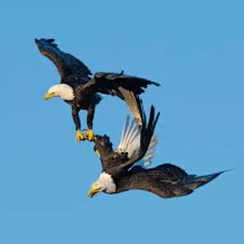 We Googled Eagle Sex for You